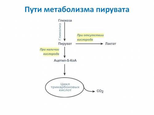 Схема обмена глюкозы в клетке