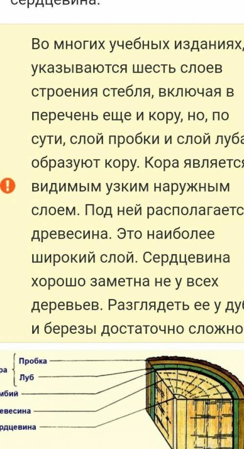 Характеристики слоя. Слои стебля. Слои стебля дерева. Наружный слой стебля. Самый широкий слой стебля.