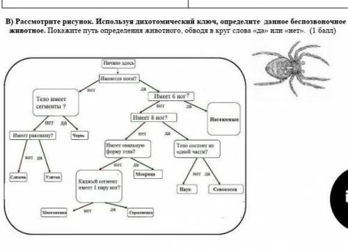 Рассмотрите рисунки используя. Дихотомический ключ животного. Дихотомический определитель. Дихотомический ключ животного по биологии. Дихотомические таблицы биология.