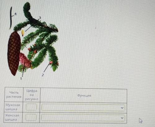 Рассмотри рисунки шишек. Ветка ели с шишками семя функция. Женская шишка ели рисунок. Ветка ели с шишками рассмотри рисунок и заполни таблицу. Ветка ели с шишками рисунок заполнить таблицу.