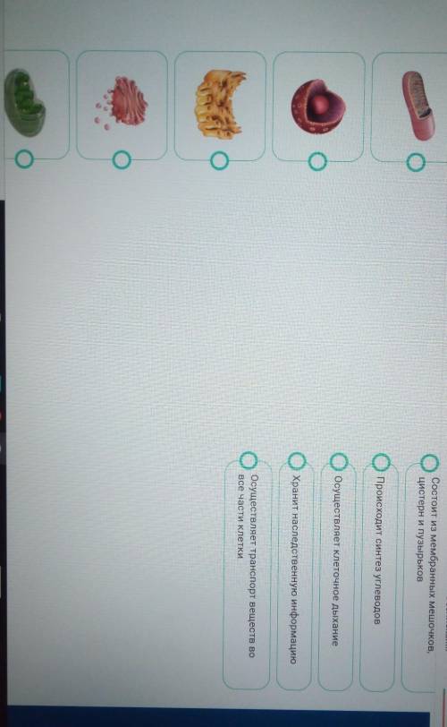 Биология 54. Установите соответствие между названием органоида и его функцией.. Ребусы с органоидами клетки. Органоиды клетки это тест 9 ответы. Тест органоиды клетки повышенный уровень 9 класс.