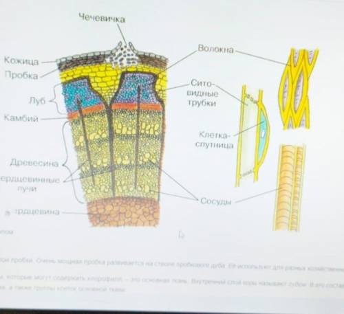 Ткань образующая кожицу. Какими видами ткани образован стебель. Часть стебля компонент ткань. Какие ткани образуют кожицу стебля. Базальная часть стебля это.