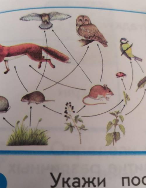 Рассмотри рисунок цепи питания. Рисунок по цепи питания. Рассмотри рисунок сколько цепей питания изображено запиши их. Цепочка питания подосиновика. Цепь питание животных на Поляне.