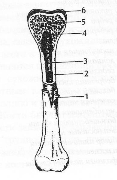 Строение трубчатой кости рисунок