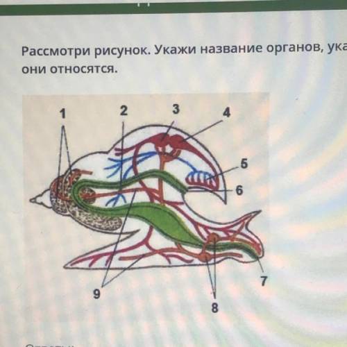 Рассмотри рисунок укажи названия органов указанных цифрами и отметь к какой системе они относятся