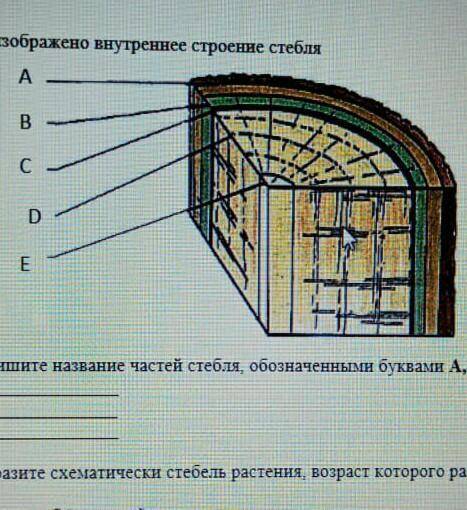 На рисунке изображено внутреннее строение стебля. Подпиши части стебля. Подпишите названия части стебля.. Солома стебель строение. Каково внутреннее строение стебля дерева или кустарника.