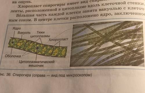 Рассмотрите изображения растений ламинария баклажан спирогира