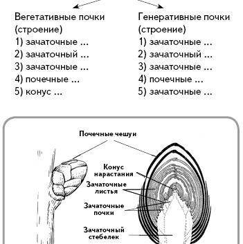 Строение вегетативной и генеративной почки. Типы почек у животных таблица. Строение почки растения. Перечислите типы почек животных. Типы почек растений таблица.