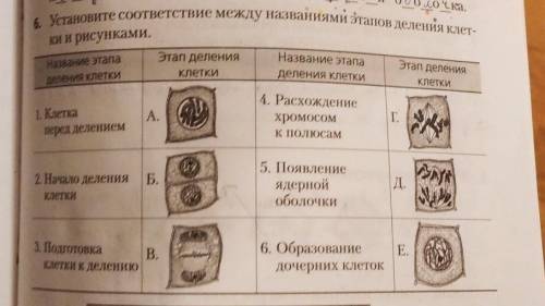 Биология установите. Установите соответствие между фазой деления клетки. Установите соответствие биология. Название шести этапов деления клетки 5 класс биология таблица. Биология название фазы 6 класс что происходит.