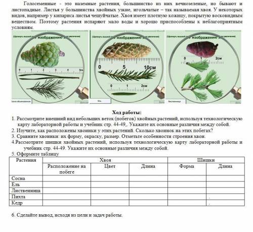 Лабораторная работа 3 по биологии