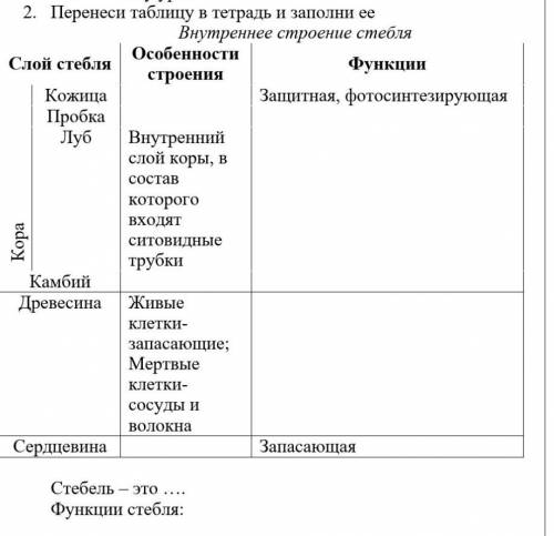 Лабораторная работа строение стебля 6 класс. Заполните таблицу строение стебля. Особенности строения и функции кожица стебля. Таблица единство строения и функции тканей стебля. Заполните таблицу единство строения и функции тканей стебля.