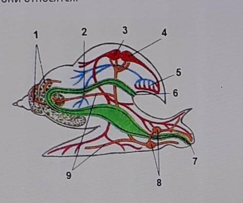 Рассмотри рисунок укажи название органов. Общее название органов указанных на рисунке. Название органов улитки. Рассмотри рисунок укажи название органов указанных цифрами птица. Рассмотри рисунок. Отметь названия органов:.