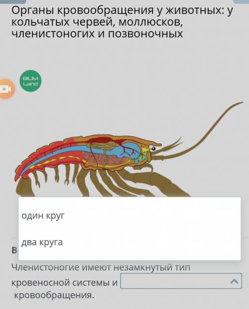 Усики членистоногих. Полость тела членистоногих. Незамкнутая кровеносная система у членистоногих. Усики у членистоногих имеются.