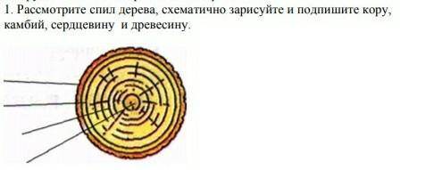 Подпишите на рисунке слои спиленного дерева