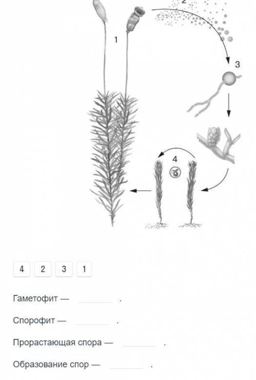 Стадии цикла мхов. Жизненный цикл мха Кукушкин лен. Жизненный цикл мха Кукушкин лен рисунок. Кукушкин лен и сфагнум жизненный цикл. Жизненный цикл мха Кукушкин лен 5 класс.