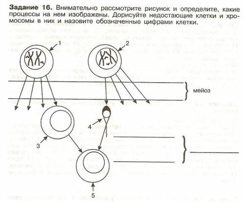 Определите какой процесс изображен на рисунке