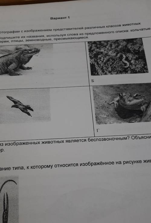 Рассмотрите фотографию 1. Определите животных подпишите названия животных. Рассмотрите изображения тканей подпишите их названия. Рассмотрите фотографии с изображением представления. Рассмотрите рисунок с представителями 5 класс.