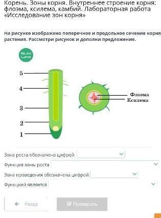 На рисунке изображено поперечное сечение листа рассмотрите рисунок и дополните текст