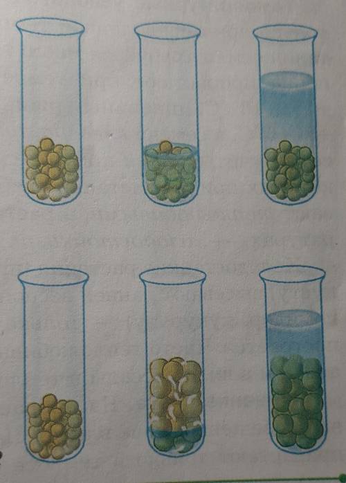 Рассмотрите рисунок в каком сосуде семена прорастут объясните свой ответ биология