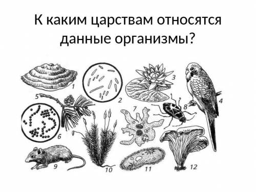 Организмы разных царств. Определи царство природы. Царства природы задания. К каким царствам относятся организмы.