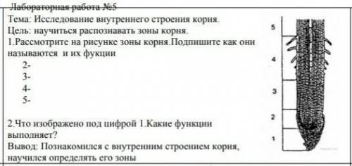 Сергей рассматривал под микроскопом участок корня и сделал рисунок