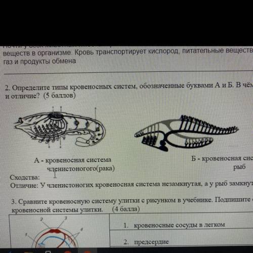 Сравните между собой рисунки кровеносной системы у разных животных отметьте у них черты сходства