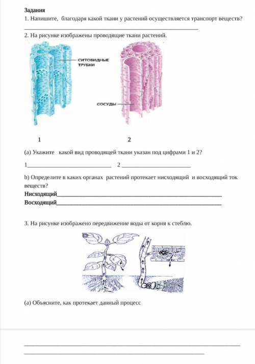 Сор по биологии. Транспорт веществ 7 класс. Задание по теме транспорт веществ у растений. Сор по биологии 7 класс 2 четверть с ответами транспорт веществ. Транспорт орган веществ биология 7 класса.