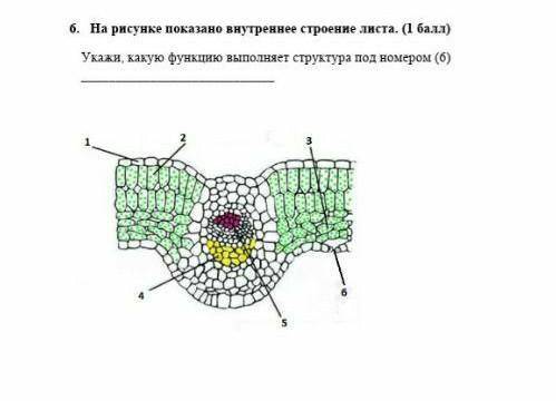 На рисунке изображен лист. Строение листа малины. Плавающий лист строение. На рисунке показано внутреннее строение листа. Внутреннее строение листа вывод.