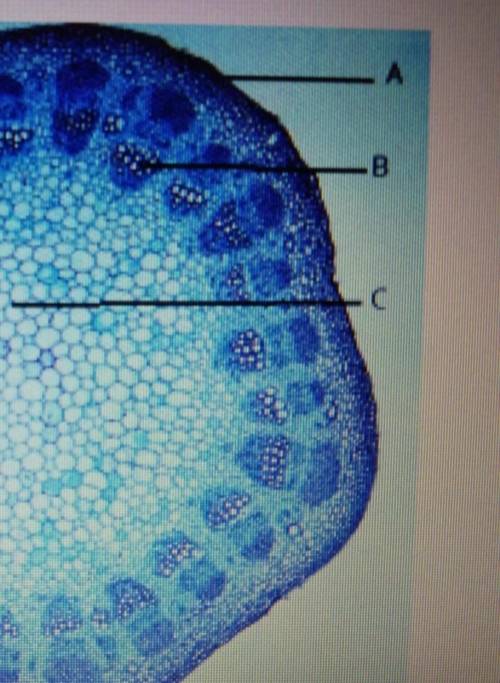 Рассмотри изображение поперечного сечения стебля растения и дополни текст