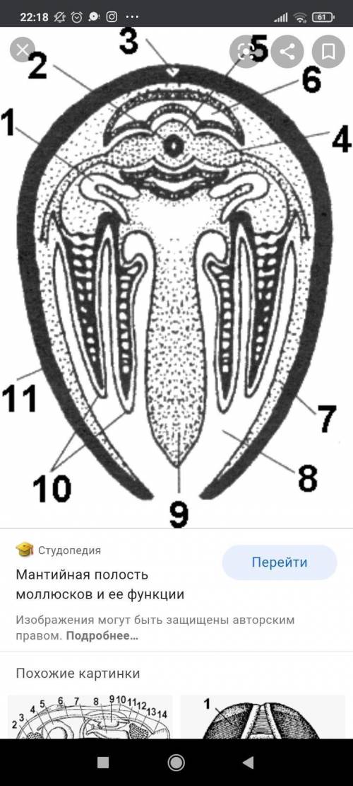 Органы моллюска на рисунке