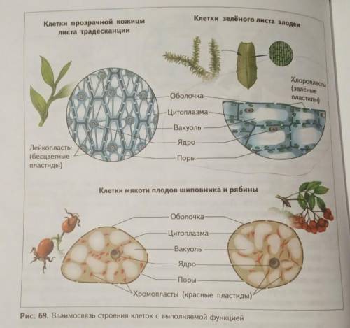 Биология 43. Тест по биологии без чего не различить клетку растения.