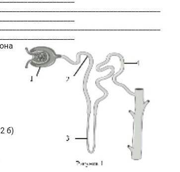 Опишите работу нефрона по следующему плану 8 класс биология