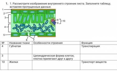 Рассмотрите рисунок и заполните таблицу. Внутреннее строение листа таблица ткани строение функции. Внутреннее строение листа таблица биология. Внутреннее строение листа функции таблица. Таблица внутреннее строение листа название функции строение.