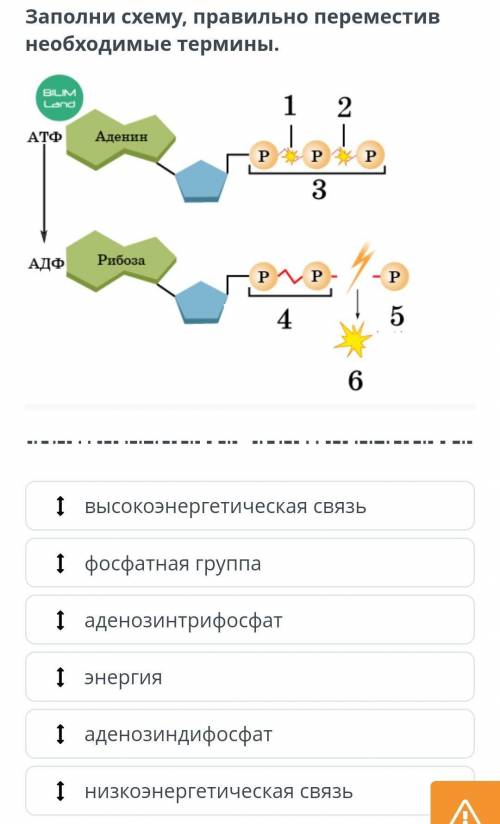 Перетащи правильные. Заполните правильно схему. Правильная схема. Перемещая элементы заполните схему. Укажите правильную схему.