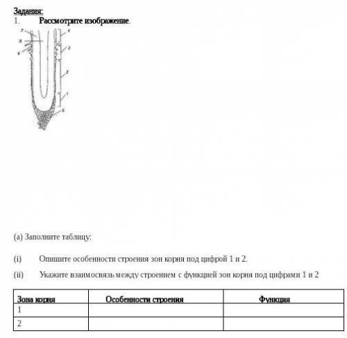 Рассмотрите рисунок сделайте вывод. Рассмотрите рисунок и заполните таблицу. Заполните таблицу связь строения зон корня с выполняемыми функциями. Зона корня под цифрой 3. Номер 5 заполните таблицу зоны корня.