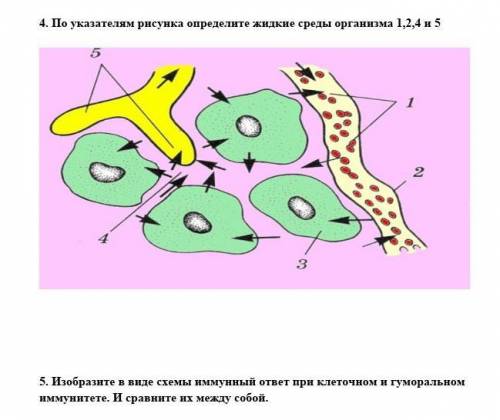 Жидкие среды организма. Как отличить схему от рисунка. Биология 8 класс Колесов схема иммунитет. Кос жидких сред организма. Тест 5 построение среды организма.