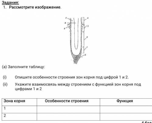 Заполнить корень. Опишите строение зон корня. Заполните таблицу зоны корня. Рассмотрите изображение заполните таблицу. Заполните таблицу зона корня особенности строения функции.