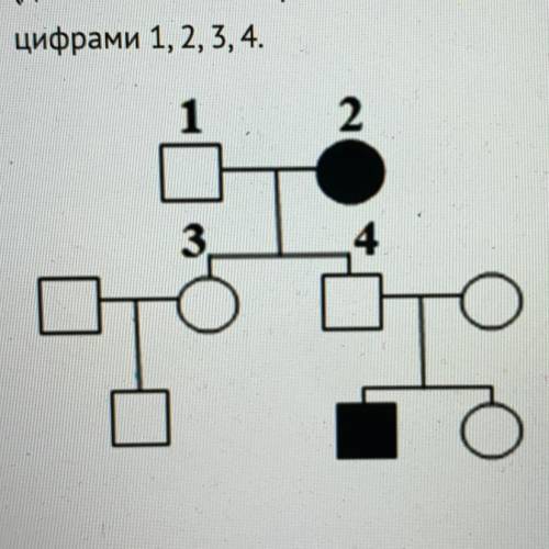 По изображенной на рисунке родословной. Определите генотипы потомков обозначенных на схеме 3 4. 32 По родословной обозначенные цифрами 1 и 2. Как нарисовать родословную с доминантными признаками. Рассмотрите рисунок, на котором изображение генеалогического.