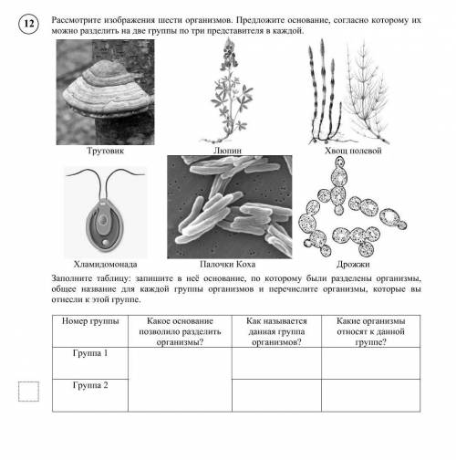 Рассмотрите изображения разделите. Рассмотрите изображение 6 организмов. Рассмотрите изображение шести организмов предложите. Рассмотрите изображение шести представителей. Рассмотрите изображение шести организмов предложите основание.