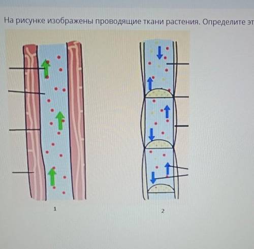 Проводящая ткань на рисунке