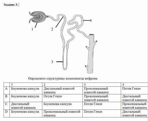 Какая структурная единица почки изображена на рисунке что обозначено цифрой 5