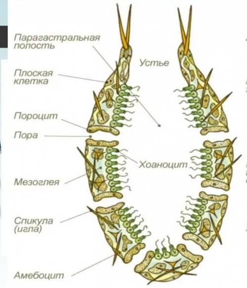 Найдите на рисунке цифру которой обозначена. Хоаноцит. Хоаноциты у губок. Строение хоаноцита. Набери цифру, которой обозначен хоаноцит..