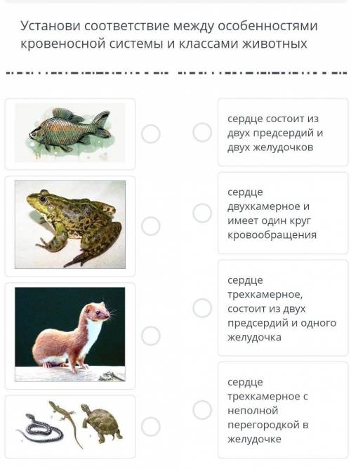 28 биология. Соответствие между кровеносной системы и классами животных. Классы животных и их кровеносные системы. Установите соответствие между видами и классами животных. Xy28 биология.