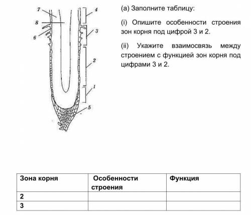 Строение корня таблица. Таблица зона корня строение и функции. Опишите строение зон корня. Зоны корня и их функции таблица. Заполните таблицу зона корня особенности строения функции.