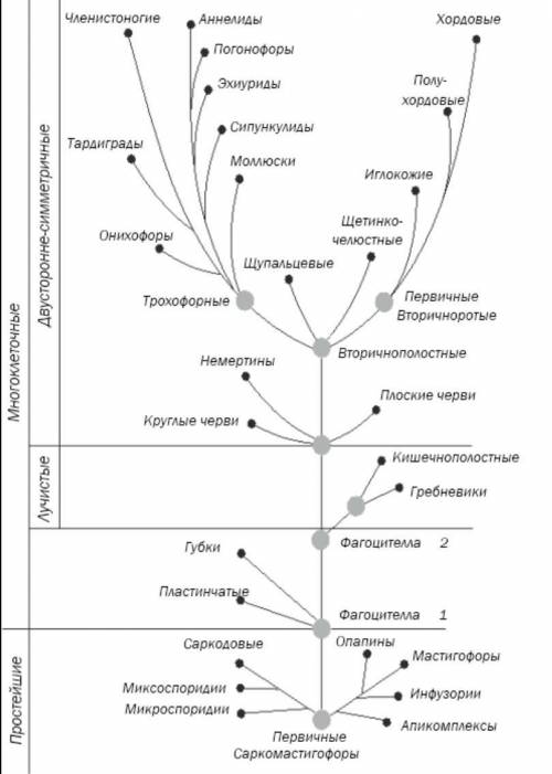 Происхождение животных схема - 83 фото