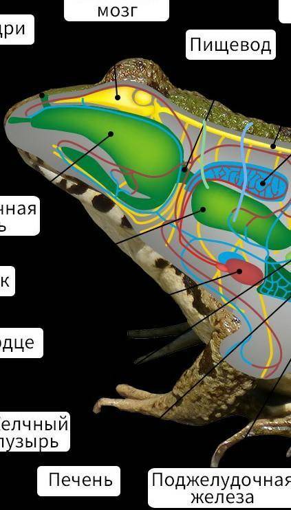 Биология стр 42. Внутреннее строение лягушки. Биология внутреннее строение Озерной лягушки. Внутр строение Озерной лягушки. Ухо лягушки строение.