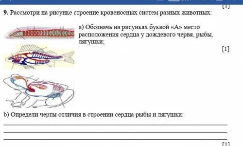 Сравните между собой рисунки кровеносной системы у разных животных отметьте у них черты сходства