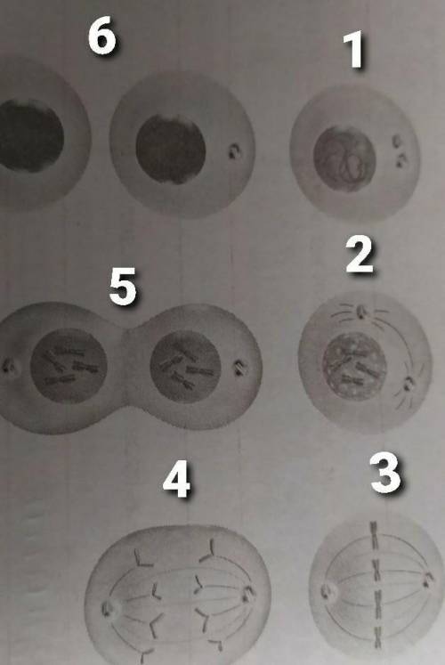 Последовательность деления клетки 5. Рассмотри этапы деления клетки. Пронумеруйте последовательность деления клетки. Пронумеруй этапы деления клеток.. Расположите этапы деления клетки в правильном порядке.