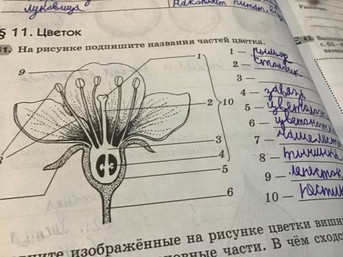 На рисунке подпишите названия частей цветка биология 5 класс