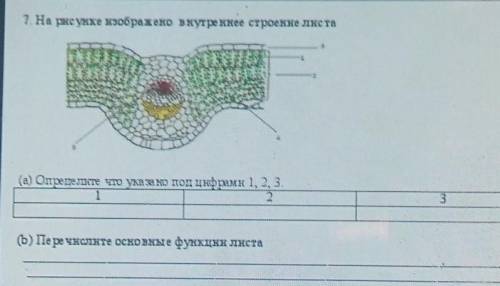 На рисунке изображено внутреннее строение листа. На рисунке изображено строение листа под цифрой 2 изображено. На рисунке изображено строение листа. Под цифрой 1 изображено:. 16 Перечисли, что изображено на рисунке.. Какие части листа указаны на рисунке под цифрами 1 и 5.